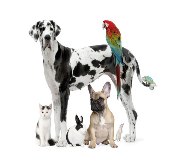 Cabinet vétérinaire